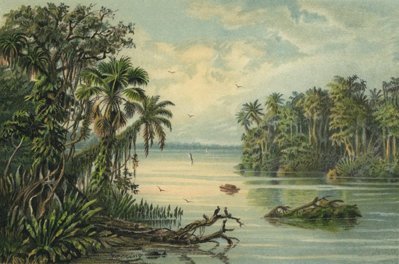 Regenwoud aan de benedenloop van de Amazone, Brazilië door Christian Anton Goering