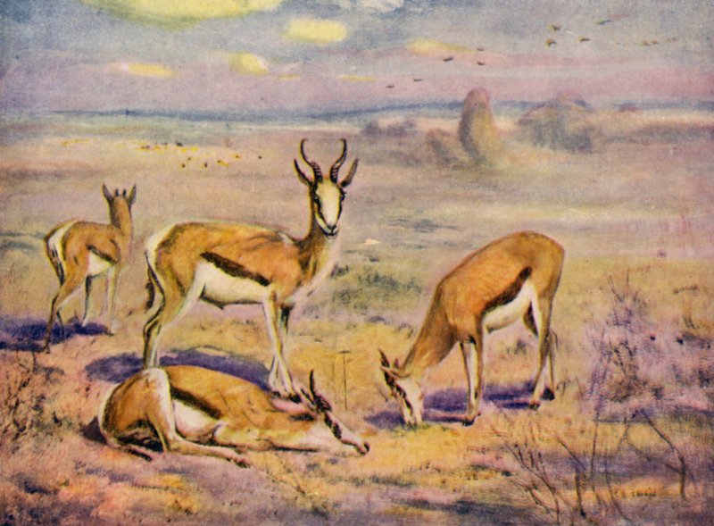 In de dierentuin: Springbokken door Cuthbert Edmund Swan