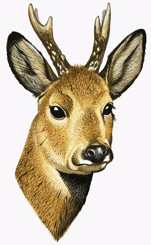 Roe Deer door David Pratt