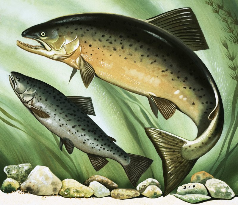 De reis van de zalm door David Pratt