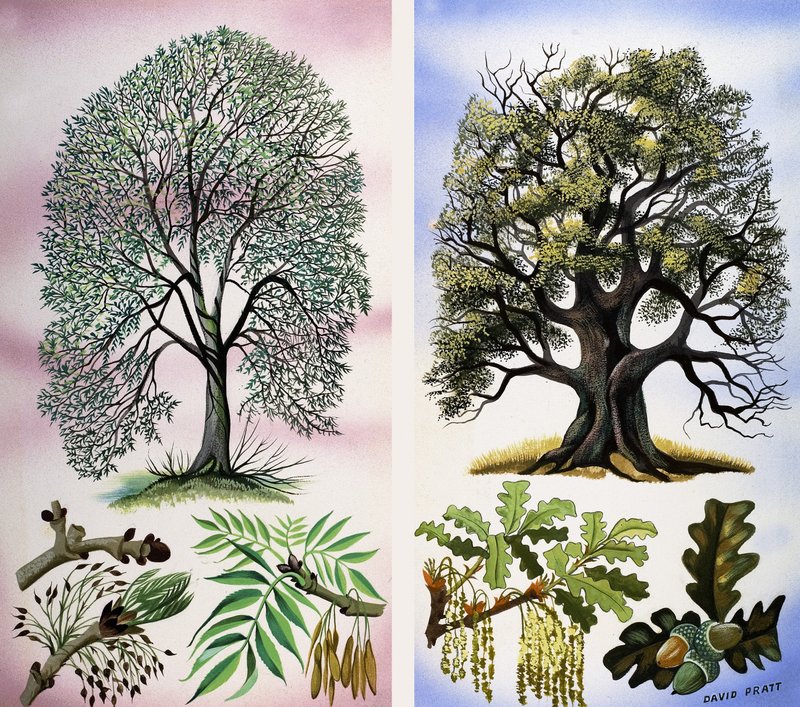 Bomen die je kunt zien door David Pratt