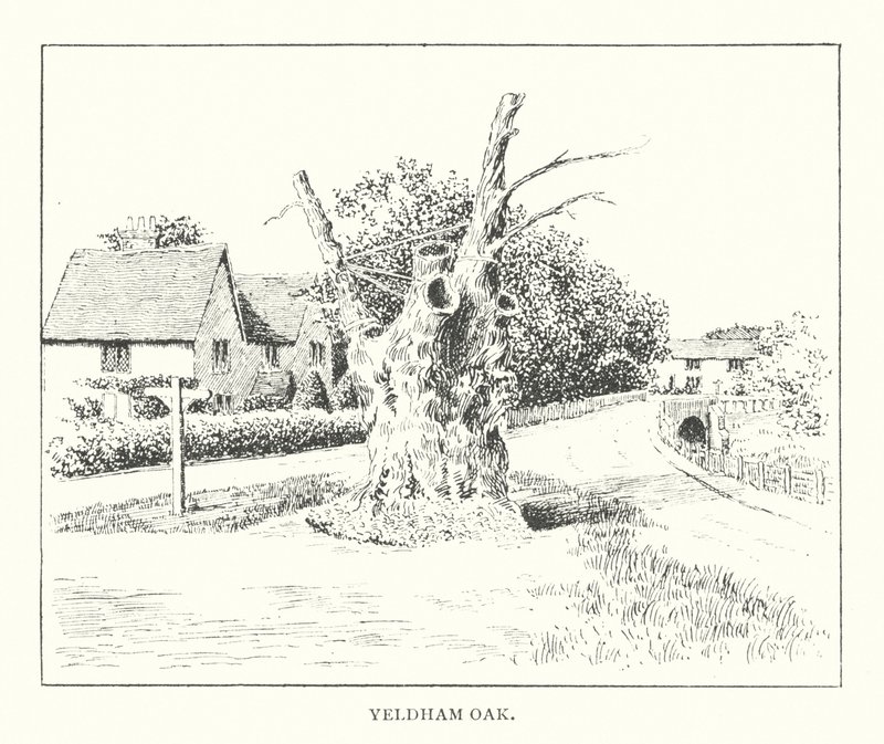 Yeldham Eik door Duncan Moul