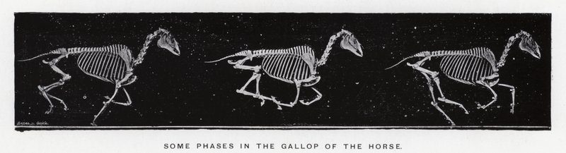 Enkele fasen in de galop van het paard door Eadweard Muybridge