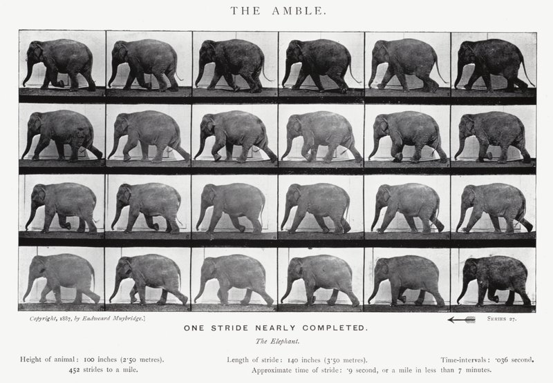 Eadweard Muybridge: De draf (zwart-wit foto) door Eadweard Muybridge