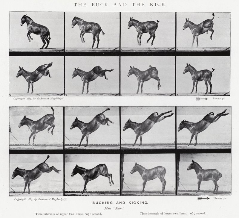 Eadweard Muybridge: De bok en de schop (zwart-wit foto) door Eadweard Muybridge
