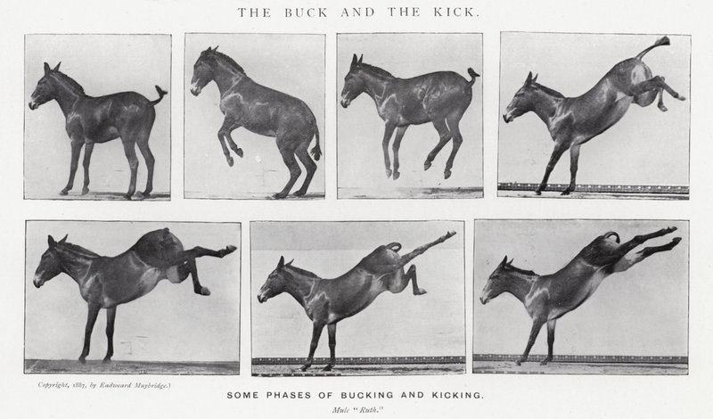 Eadweard Muybridge: De bok en de schop door Eadweard Muybridge