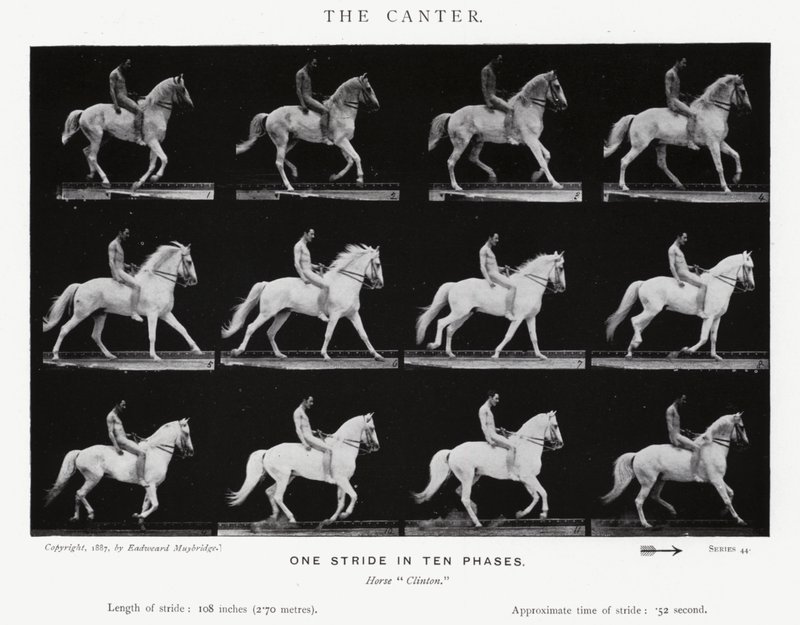 Eadweard Muybridge: De galop (zw/w foto) door Eadweard Muybridge