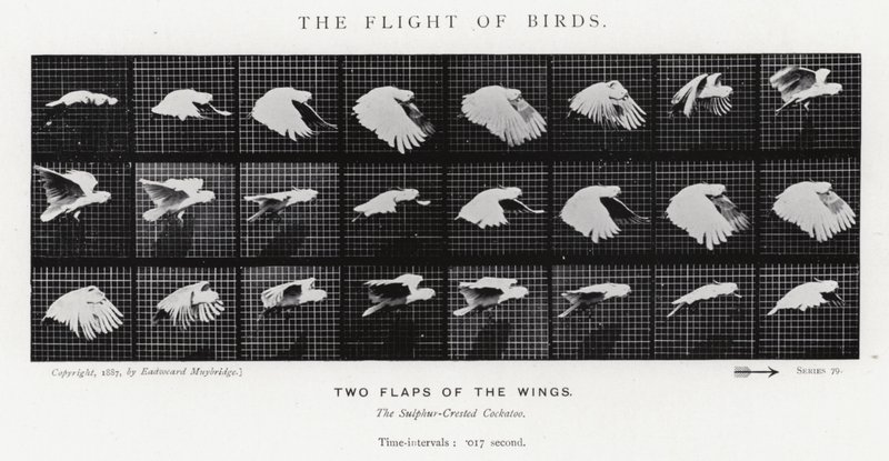 De Vlucht van Vogels door Eadweard Muybridge