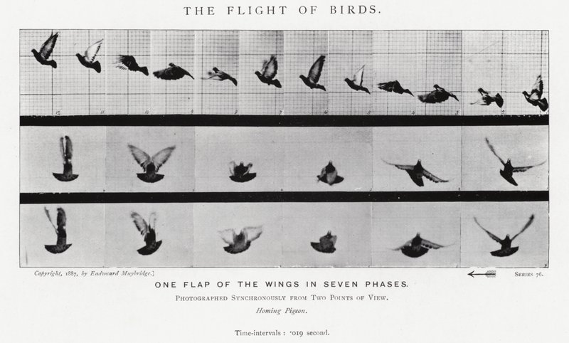 Eadweard Muybridge: De Vlucht van Vogels door Eadweard Muybridge