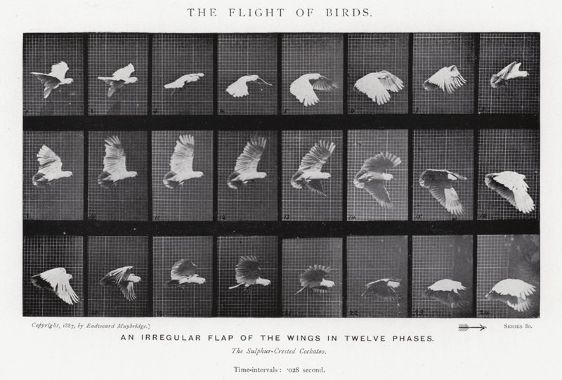 Eadweard Muybridge: De Vlucht van Vogels door Eadweard Muybridge