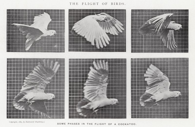 Eadweard Muybridge: De Vlucht van Vogels door Eadweard Muybridge