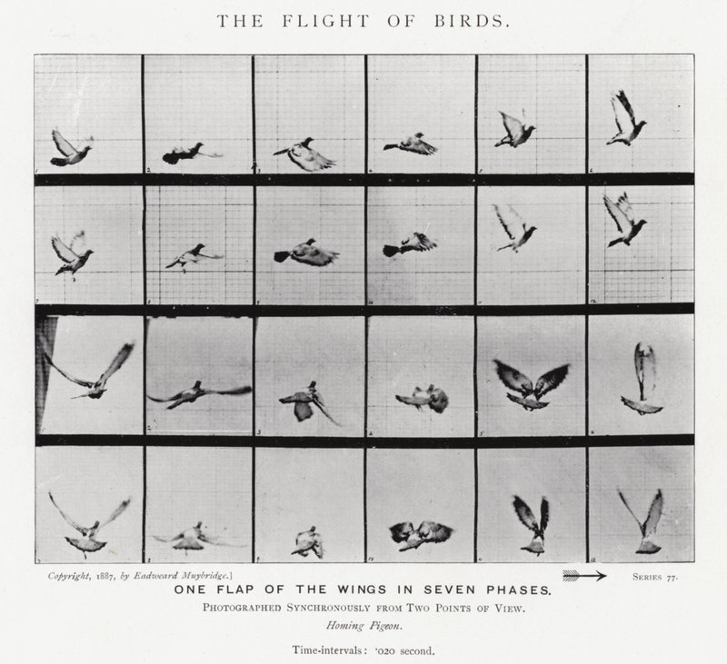 Eadweard Muybridge: De vlucht van vogels door Eadweard Muybridge