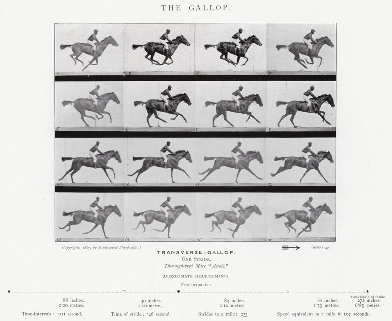 Eadweard Muybridge: De Galop door Eadweard Muybridge