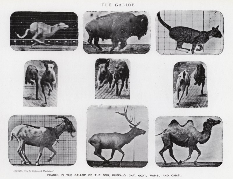 Eadweard Muybridge: De Galop door Eadweard Muybridge
