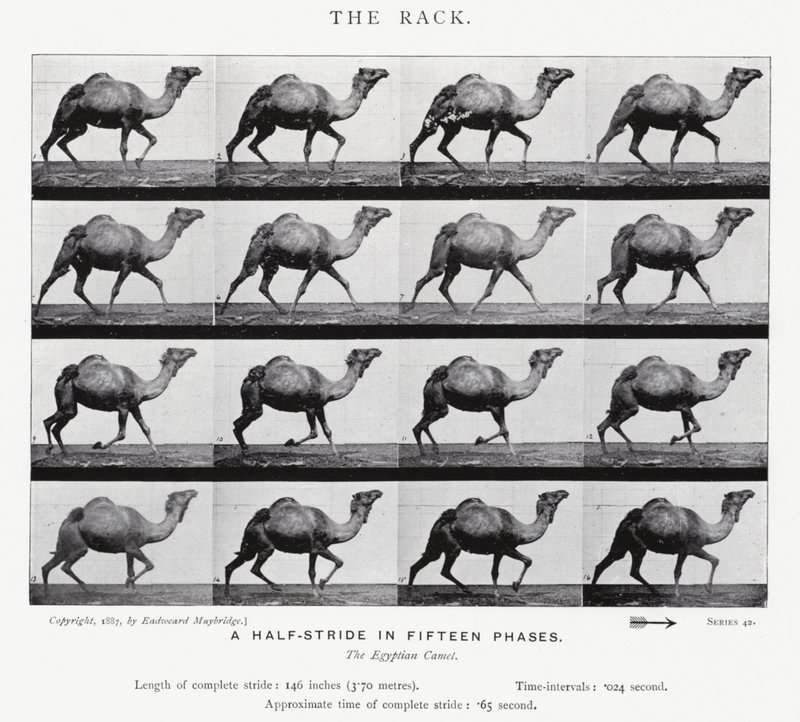 De Galop door Eadweard Muybridge