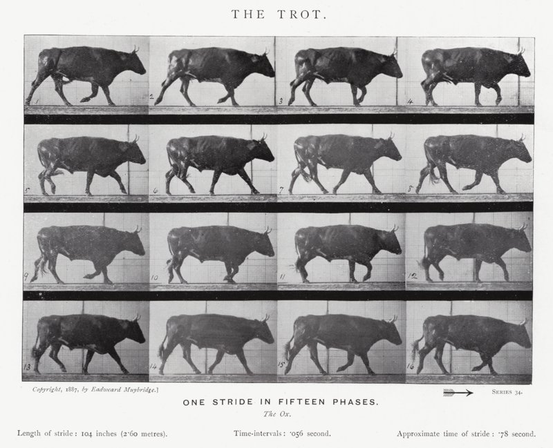 Eadweard Muybridge: De draf (zw/w foto) door Eadweard Muybridge