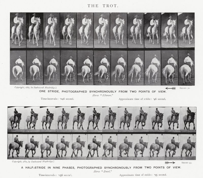 De galop door Eadweard Muybridge