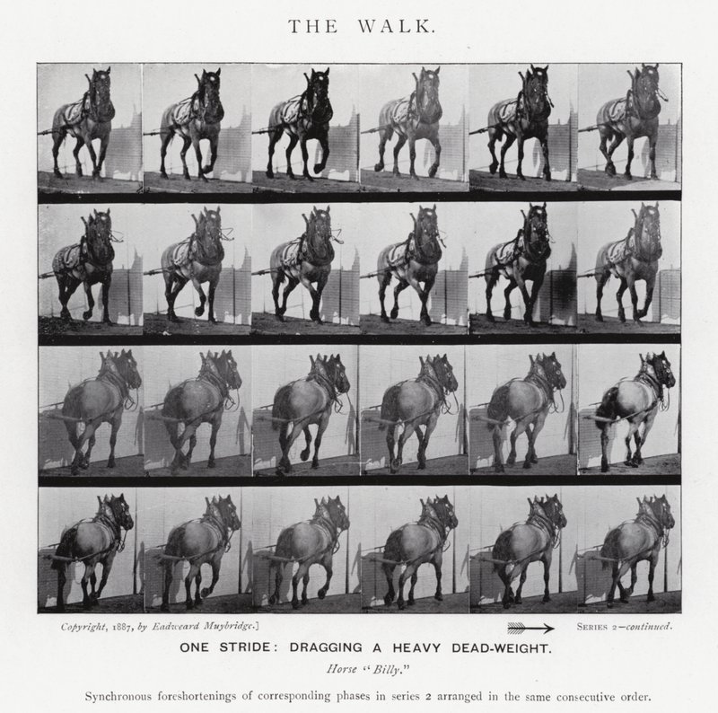 Eadweard Muybridge: De wandeling (zwart-wit foto) door Eadweard Muybridge