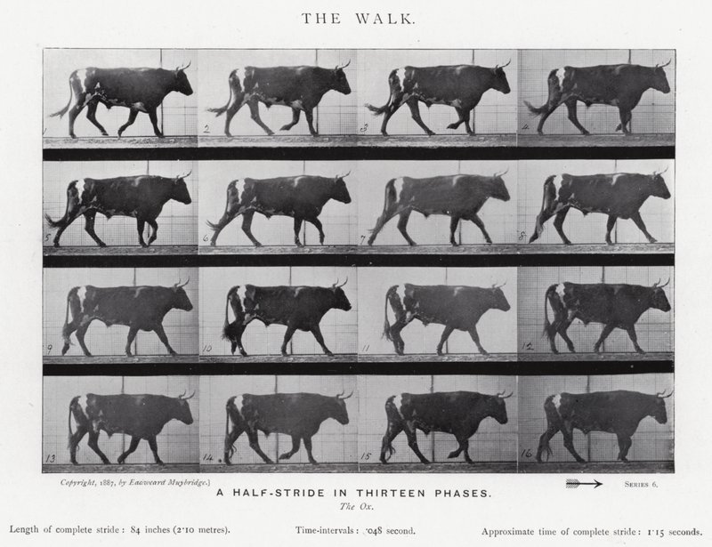 Eadweard Muybridge: De Wandeling (zw/w foto) door Eadweard Muybridge