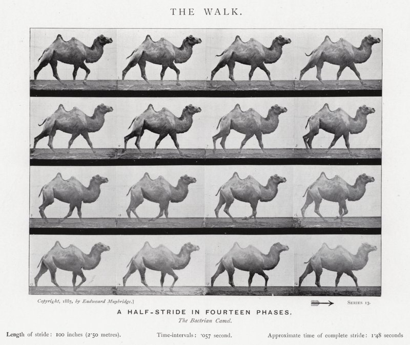 Eadweard Muybridge: De Wandeling (zw/w foto) door Eadweard Muybridge