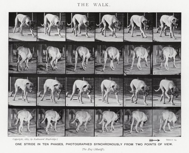 Eadweard Muybridge: De Wandeling (zw/w foto) door Eadweard Muybridge
