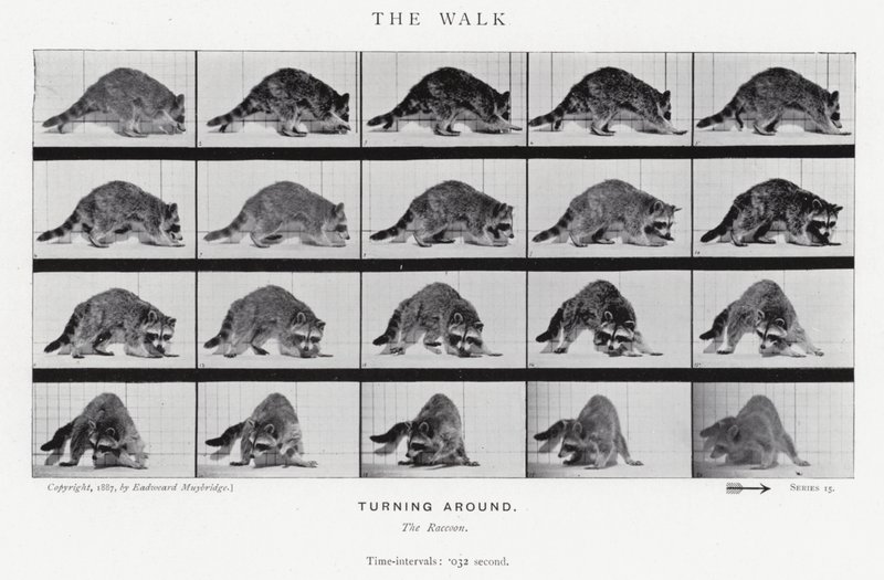 Eadweard Muybridge: De Wandeling (zw/w foto) door Eadweard Muybridge