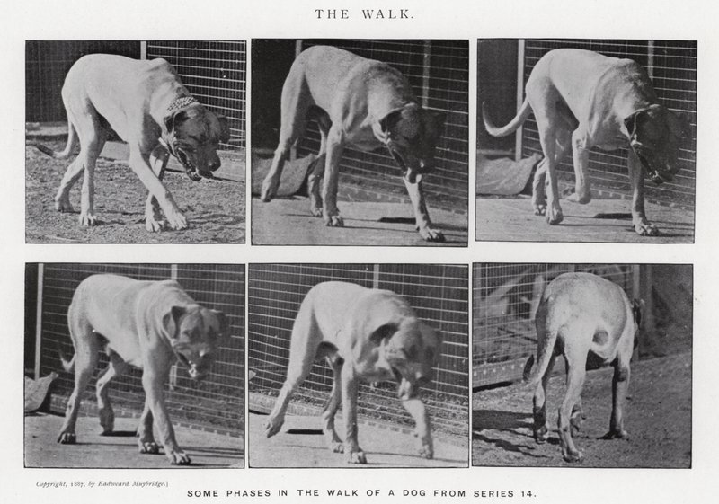 Eadweard Muybridge: De Wandeling (zw/w foto) door Eadweard Muybridge