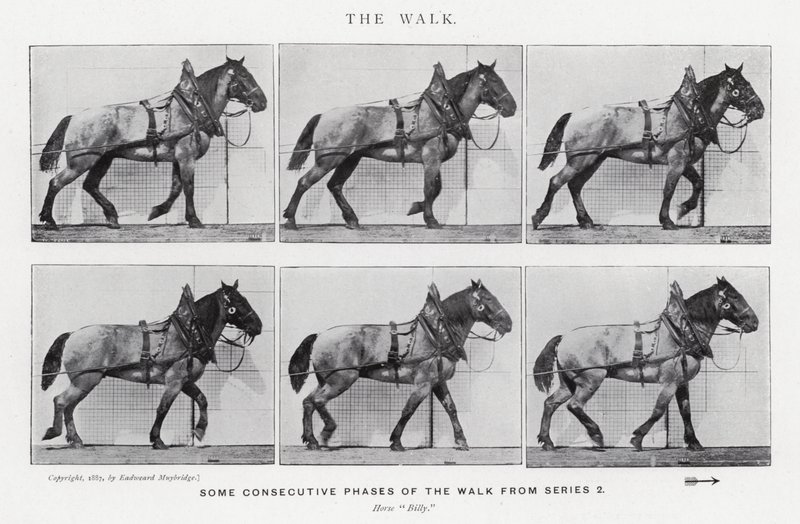 Eadweard Muybridge: De wandeling door Eadweard Muybridge