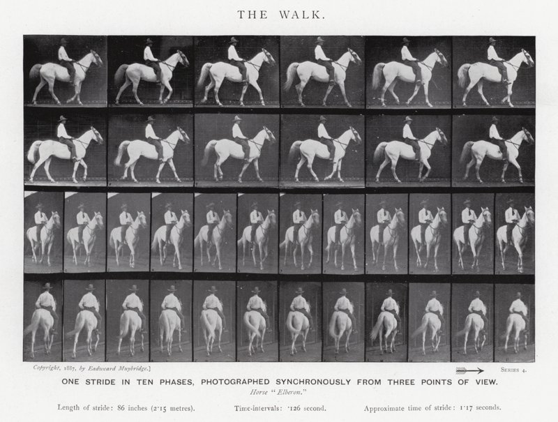 Eadweard Muybridge: De wandeling door Eadweard Muybridge