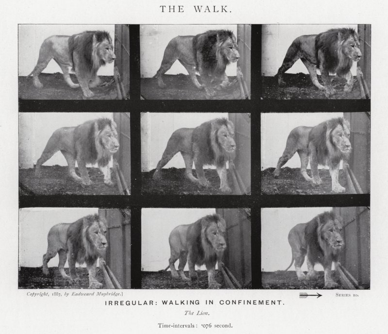 Eadweard Muybridge: De wandeling door Eadweard Muybridge