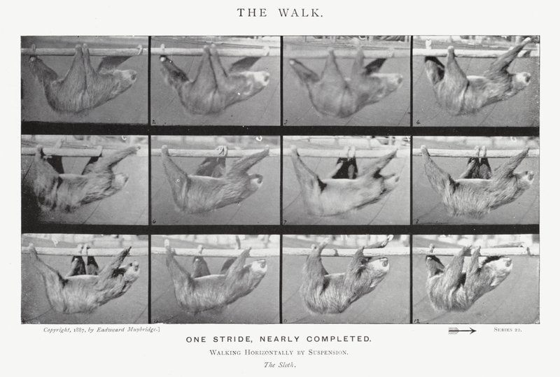 Eadweard Muybridge: De wandeling door Eadweard Muybridge