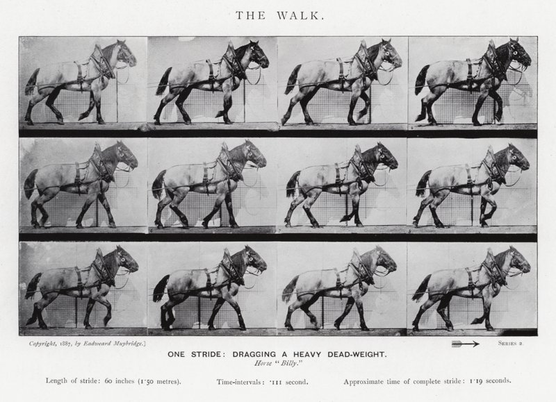 Eadweard Muybridge: De Wandeling door Eadweard Muybridge