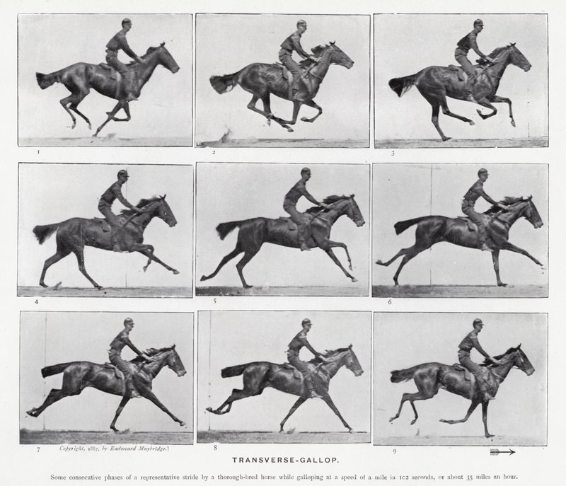 Eadweard Muybridge: De dwarsgalop (zwart-wit foto) door Eadweard Muybridge