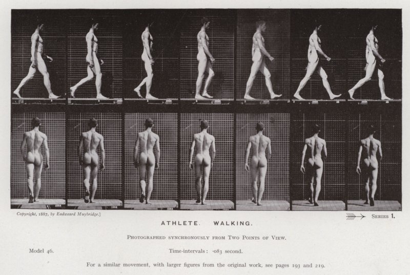 De menselijke figuur in beweging: Atleet, wandelend door Eadweard Muybridge