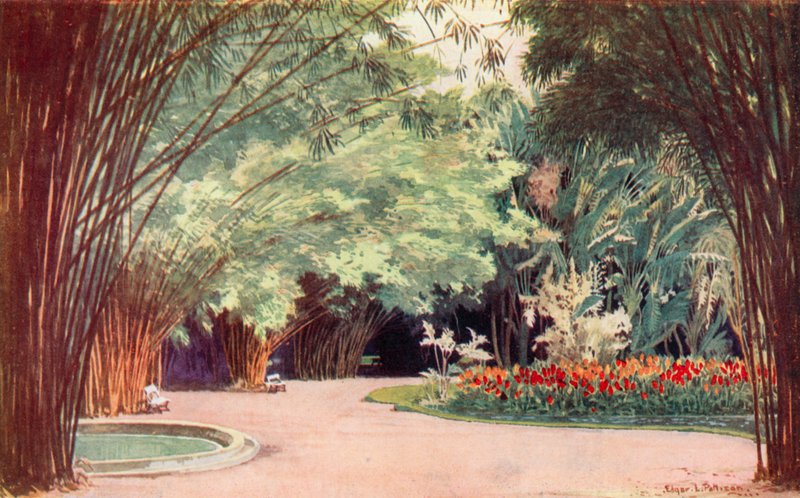 Een Bamboebos, Botanische Tuinen (kleur litho) door Edgar L. Pattison