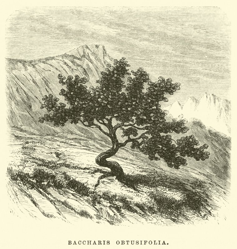 Baccharis obtusifolia door Edouard Riou