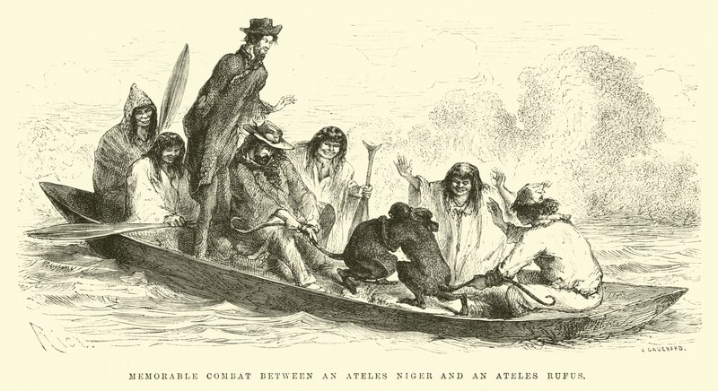 Gedenkwaardig gevecht tussen een Ateles niger en een Ateles rufus door Edouard Riou