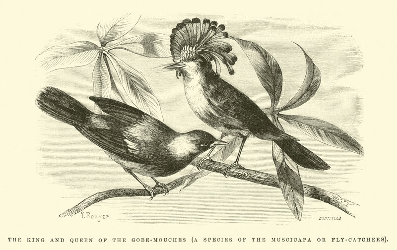 De Koning en Koningin van de Gobe-mouches, een soort van de Muscicapa of Vliegenvangers door Edouard Riou