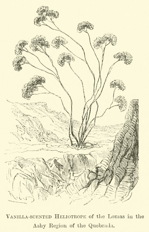 Vanille-geurende heliotroop van de Lomas in de asachtige regio van de Quebrada door Edouard Riou