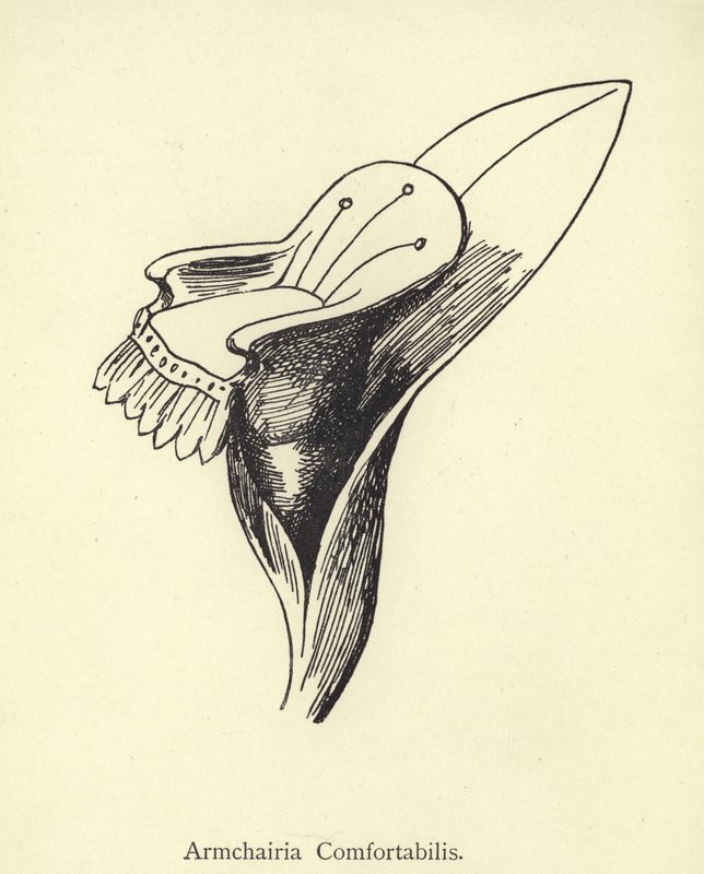Armchairia Comfortabilis door Edward Lear