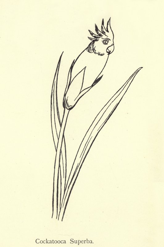 Cockatooca Superba door Edward Lear