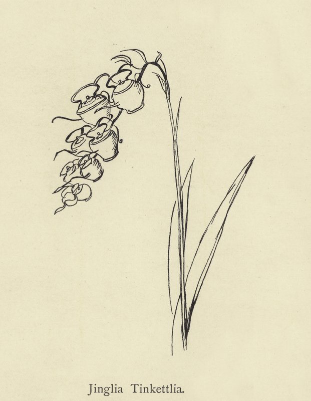 Jinglia Tinkettlia door Edward Lear