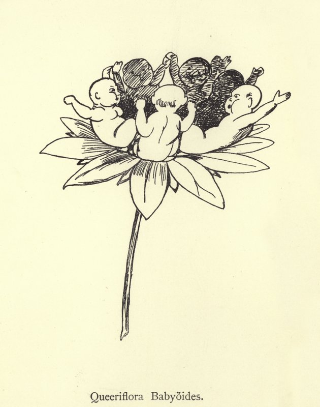 Queeriflora Babyoides door Edward Lear