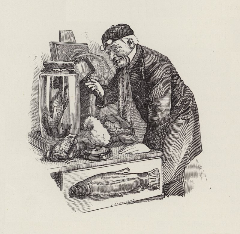 Illustratie voor The Water-Babies door Charles Kingsley door Edward Linley (after) Sambourne
