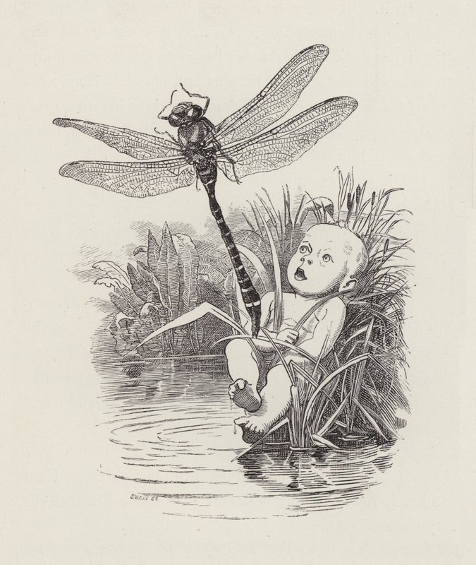 Illustratie voor The Water-Babies door Charles Kingsley door Edward Linley (after) Sambourne