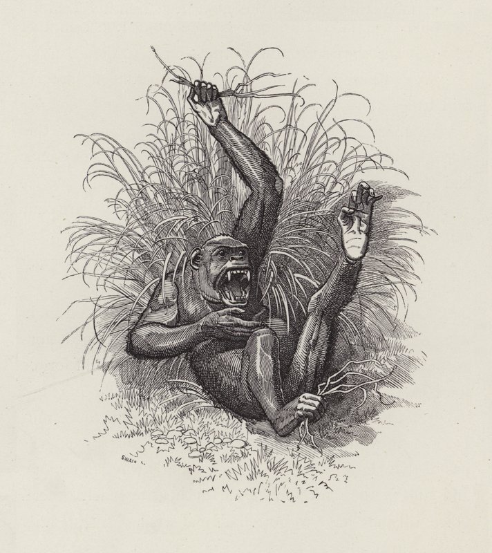 Illustratie voor The Water-Babies door Charles Kingsley door Edward Linley (after) Sambourne