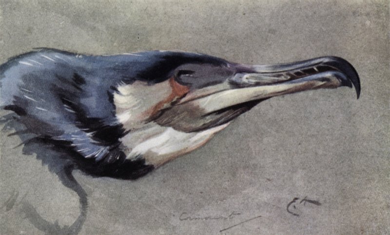Aalscholver door Edwin John Alexander