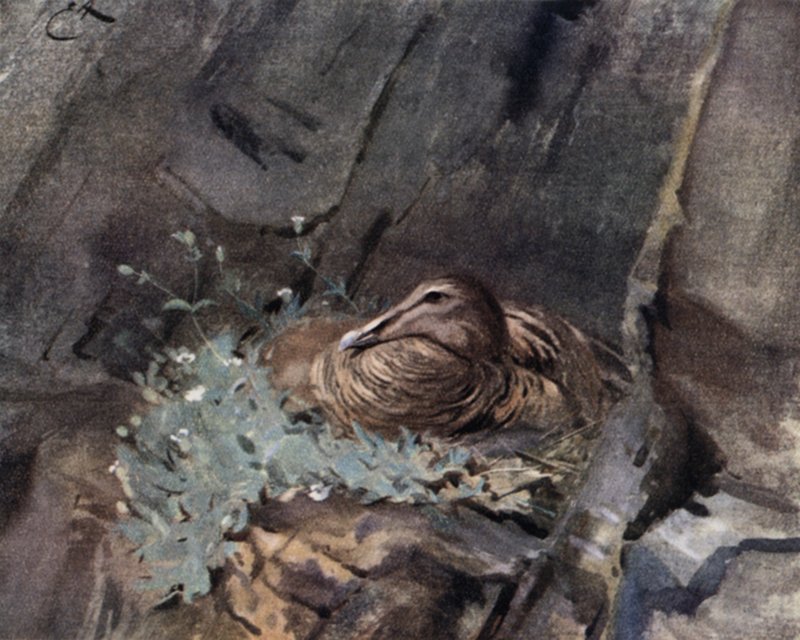 Eidereend op Nest door Edwin John Alexander