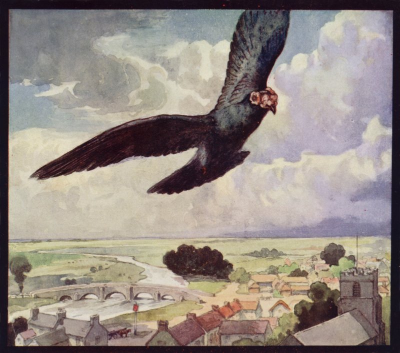 Een postduif in de vlucht door Edwin Noble