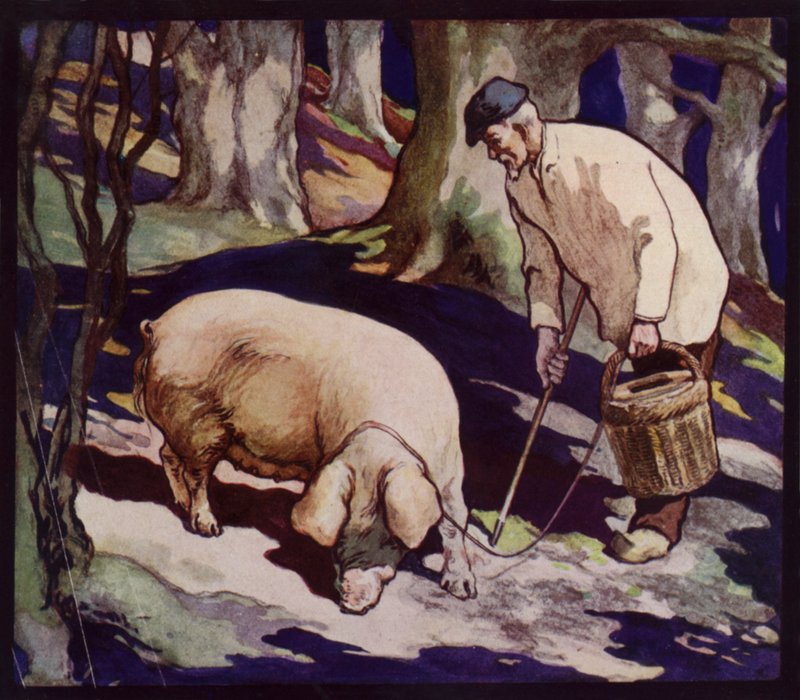 Een Franse truffeljagende varken door Edwin Noble